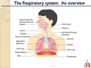 08/18/17 6
The Respiratory system: An overviewThe Respiratory system: An overview
 