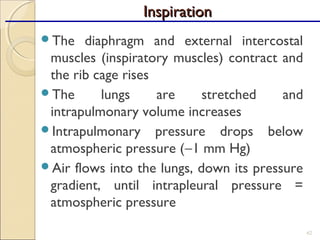 The diaphragm and external intercostal
muscles (inspiratory muscles) contract and
the rib cage rises
The lungs are stretched and
intrapulmonary volume increases
Intrapulmonary pressure drops below
atmospheric pressure (−1 mm Hg)
Air flows into the lungs, down its pressure
gradient, until intrapleural pressure =
atmospheric pressure
62
InspirationInspiration
 