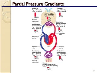 Partial Pressure GradientsPartial Pressure Gradients
87
 