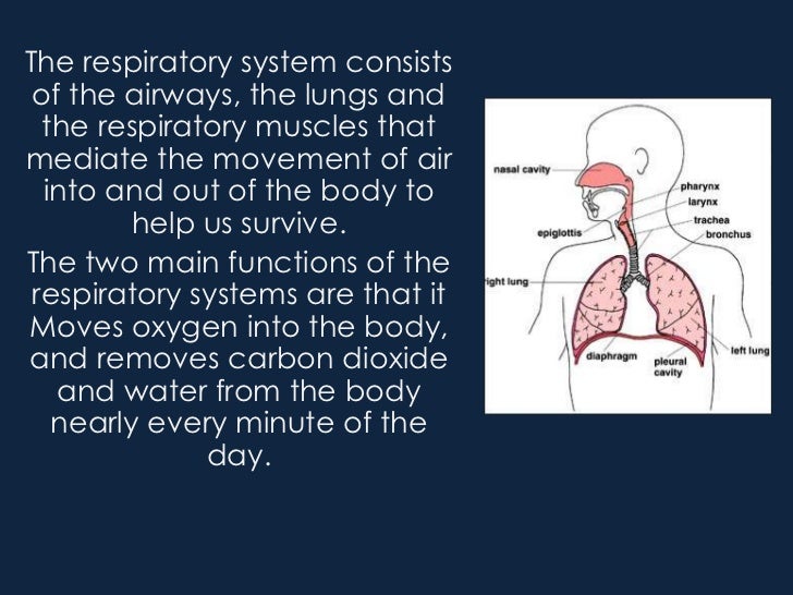 Respiratory system powerpoint