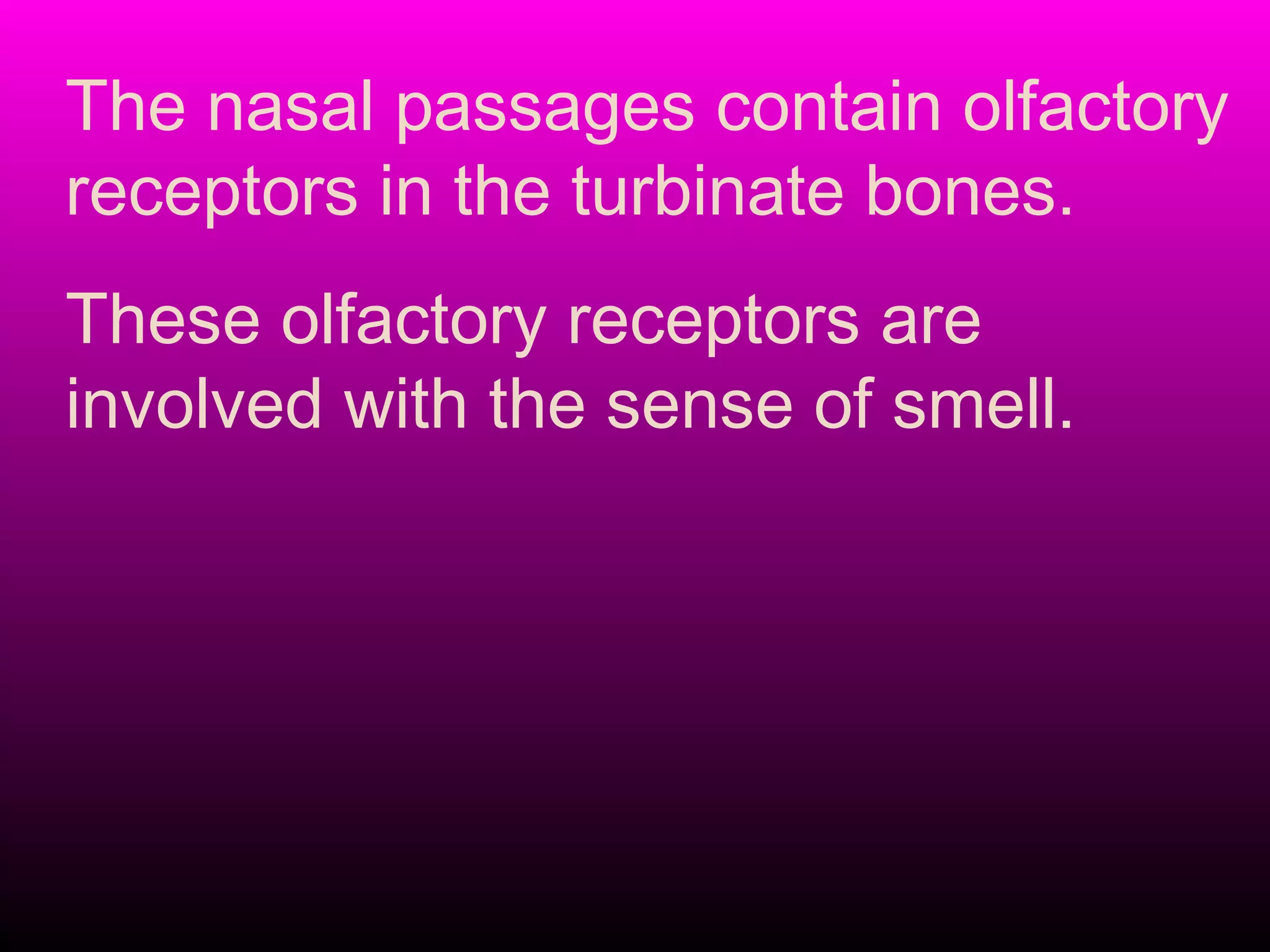 The nasal passages contain olfactory
receptors in the turbinate bones.
These olfactory receptors are
involved with the sense of smell.
 