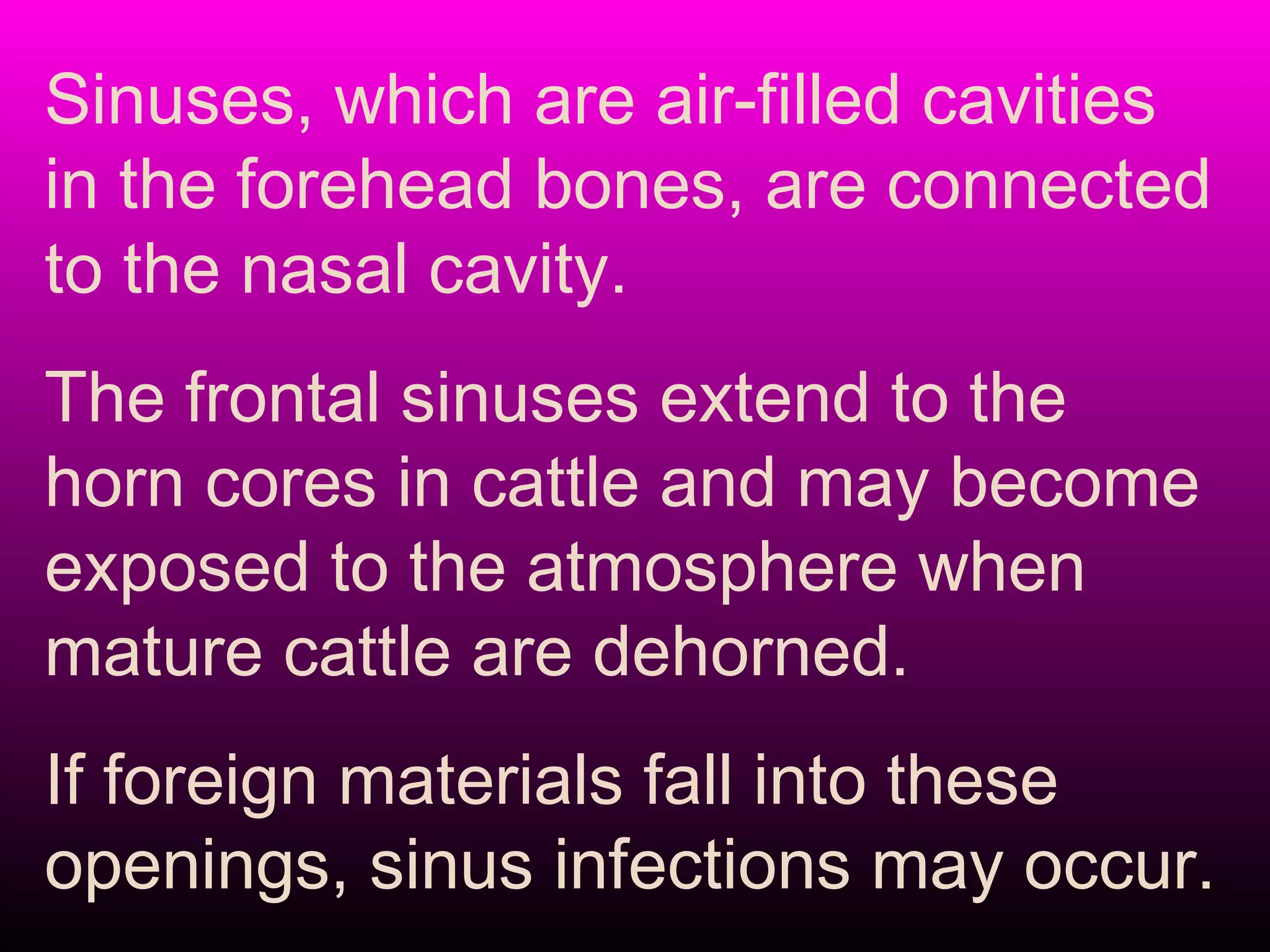 Sinuses, which are air-filled cavities
in the forehead bones, are connected
to the nasal cavity.
The frontal sinuses extend to the
horn cores in cattle and may become
exposed to the atmosphere when
mature cattle are dehorned.
If foreign materials fall into these
openings, sinus infections may occur.
 