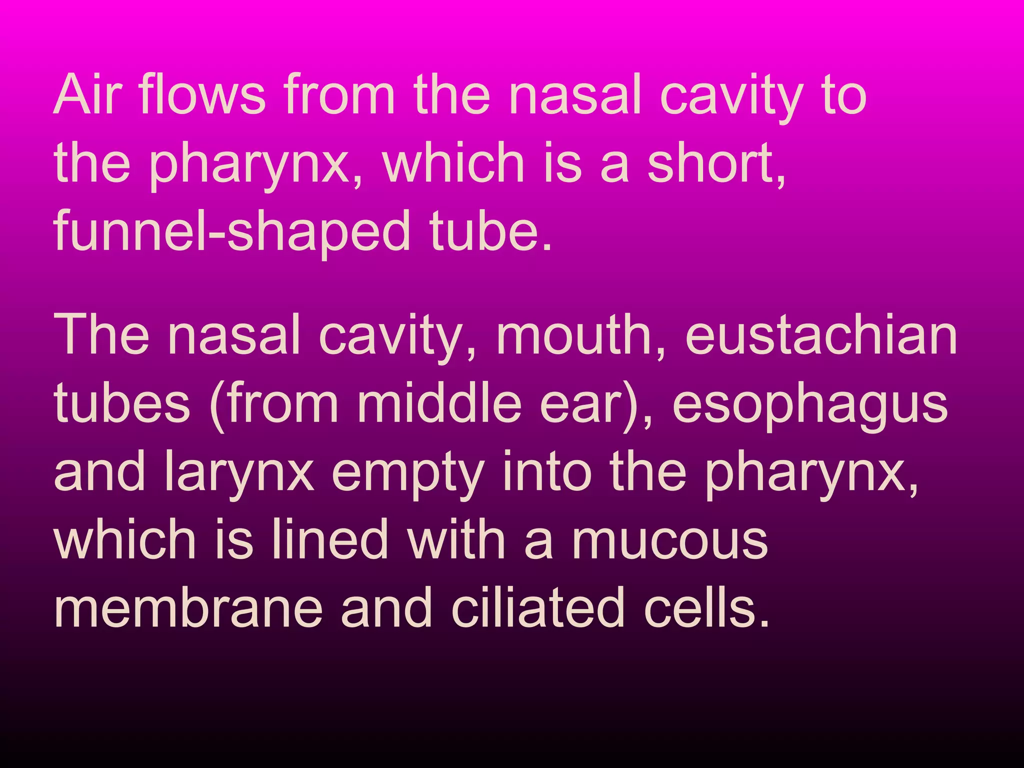 Air flows from the nasal cavity to
the pharynx, which is a short,
funnel-shaped tube.
The nasal cavity, mouth, eustachian
tubes (from middle ear), esophagus
and larynx empty into the pharynx,
which is lined with a mucous
membrane and ciliated cells.
 