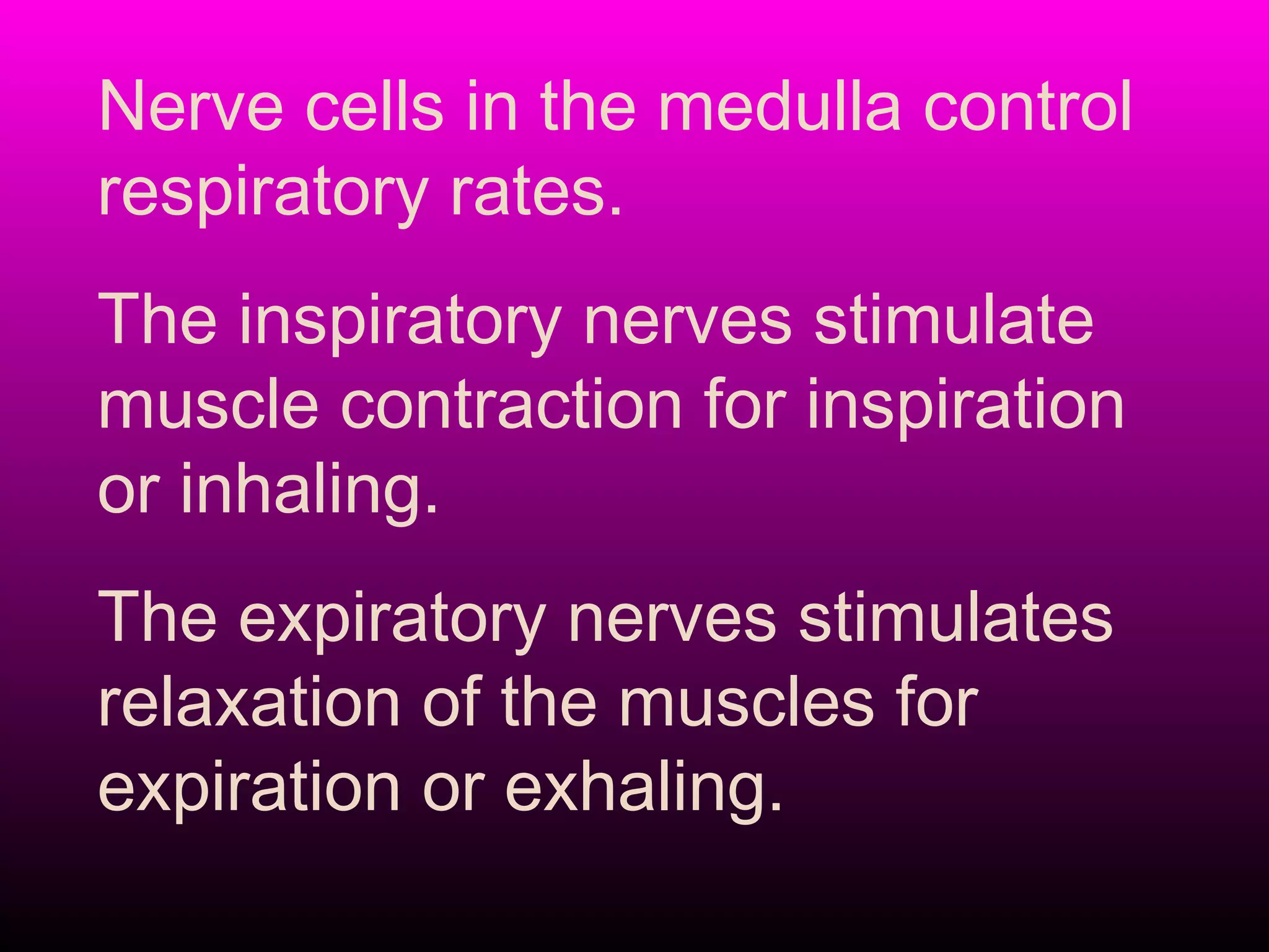 Nerve cells in the medulla control
respiratory rates.
The inspiratory nerves stimulate
muscle contraction for inspiration
or inhaling.
The expiratory nerves stimulates
relaxation of the muscles for
expiration or exhaling.
 