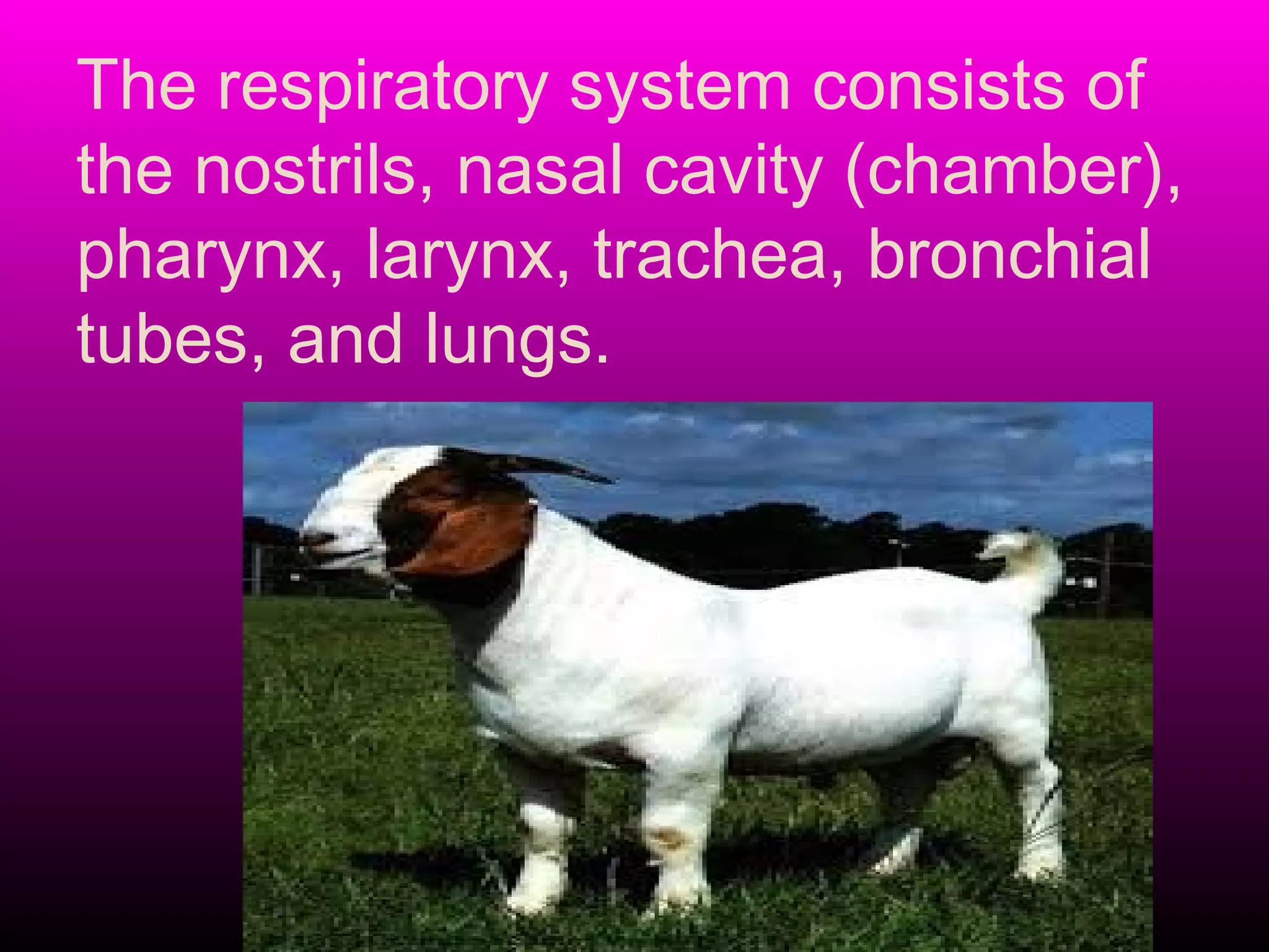 The respiratory system consists of
the nostrils, nasal cavity (chamber),
pharynx, larynx, trachea, bronchial
tubes, and lungs.
 