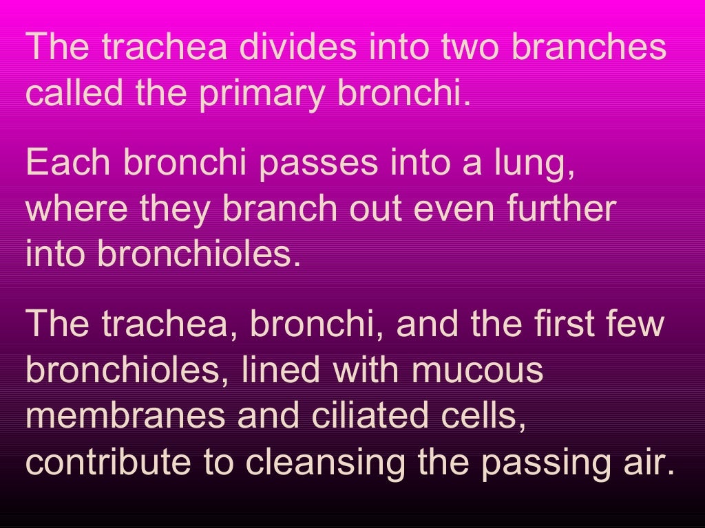 Respiratory system of goat