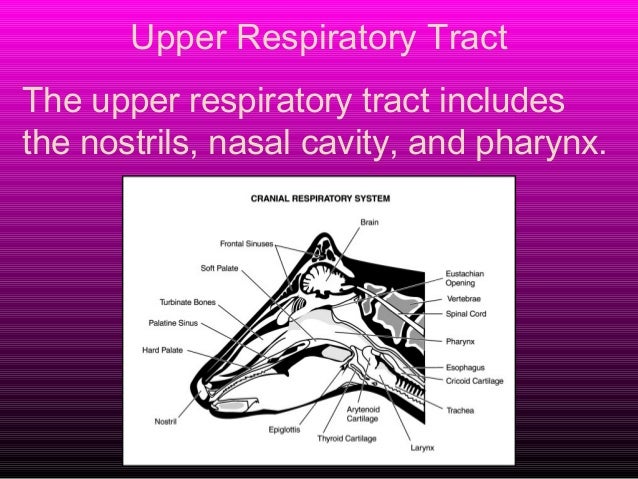 Respiratory system of goat