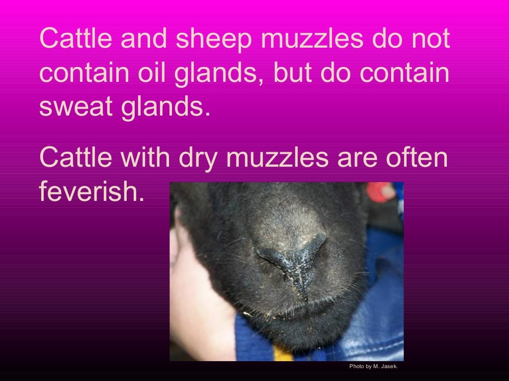 Respiratory system of goat