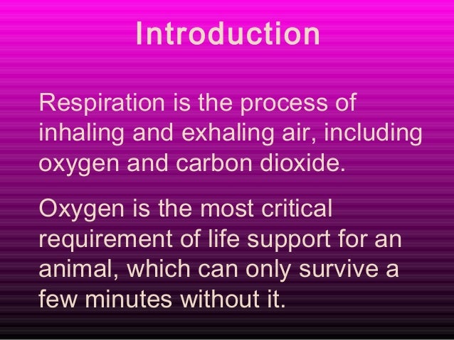 respiratory system powerpoint