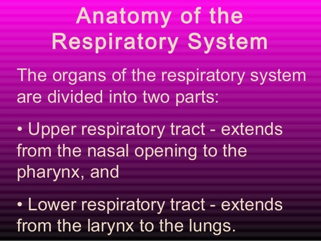 respiratory system powerpoint