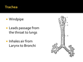 TracheaWindpipeLeads passage from the throat to lungsInhales air from Larynx to Bronchi
