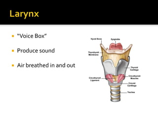 Larynx“Voice Box”Produce soundAir breathed in and out