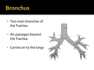 BronchusTwo main branches of the TracheaAir passages beyond the TracheaCarries air to the lungs