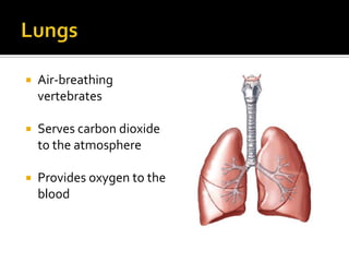 LungsAir-breathing vertebratesServes carbon dioxide to the atmosphereProvides oxygen to the blood
