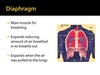 DiaphragmMain muscle for breathingExpands reducing amount of air breathed in to breathe outExpands when the air was pulled to the lungs