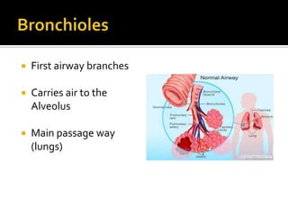 BronchiolesFirst airway branchesCarries air to the AlveolusMain passage way (lungs)