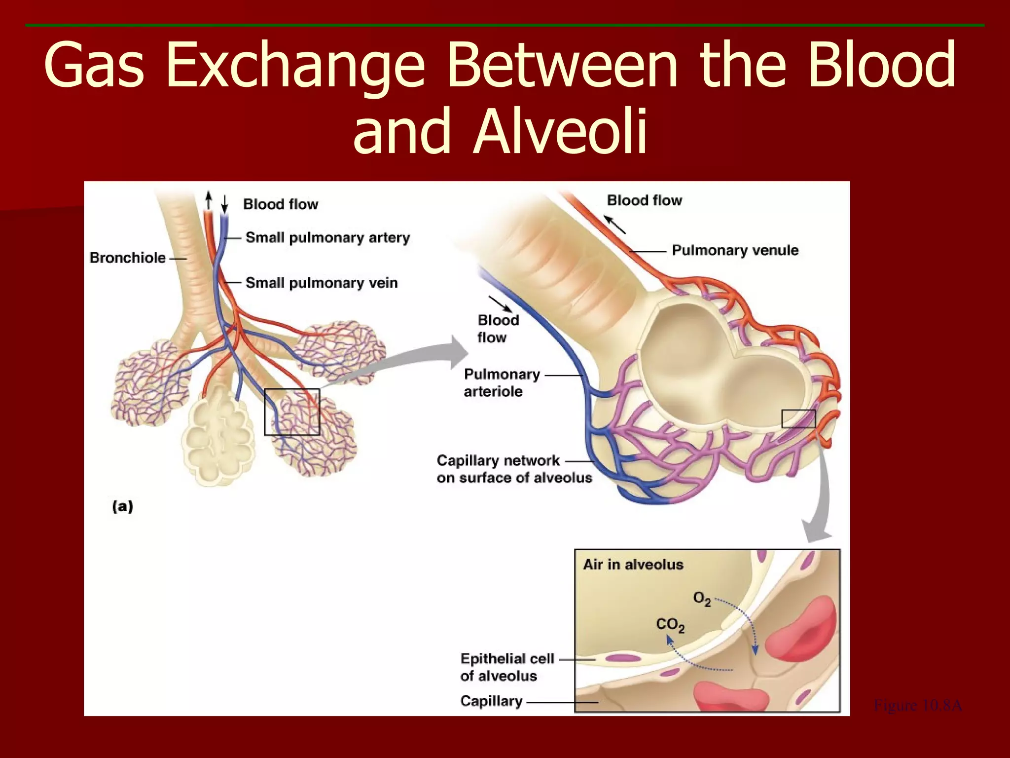 Gas Exchange Between the Blood and Alveoli Figure 10.8A 