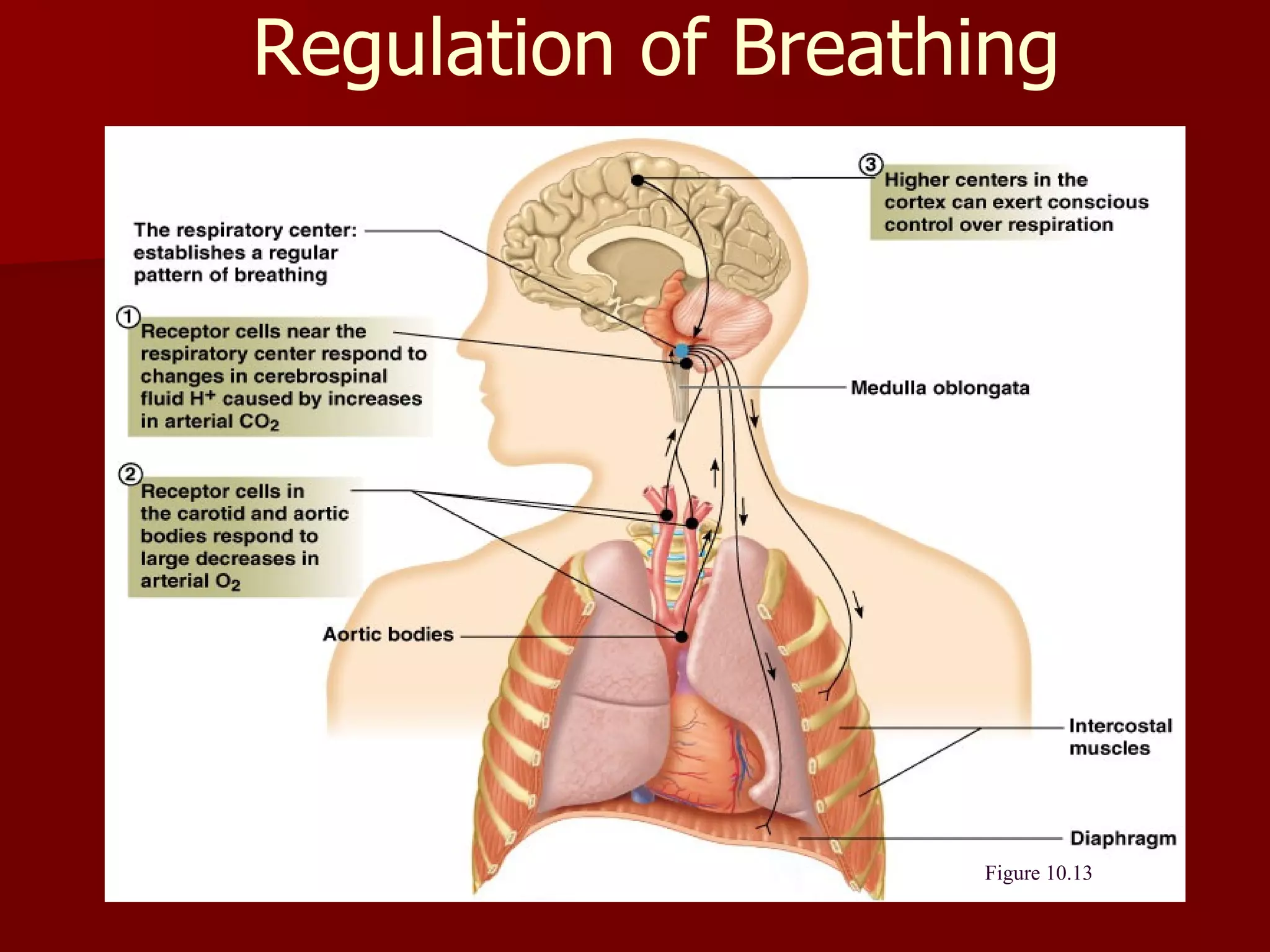 Regulation of Breathing Figure 10.13 