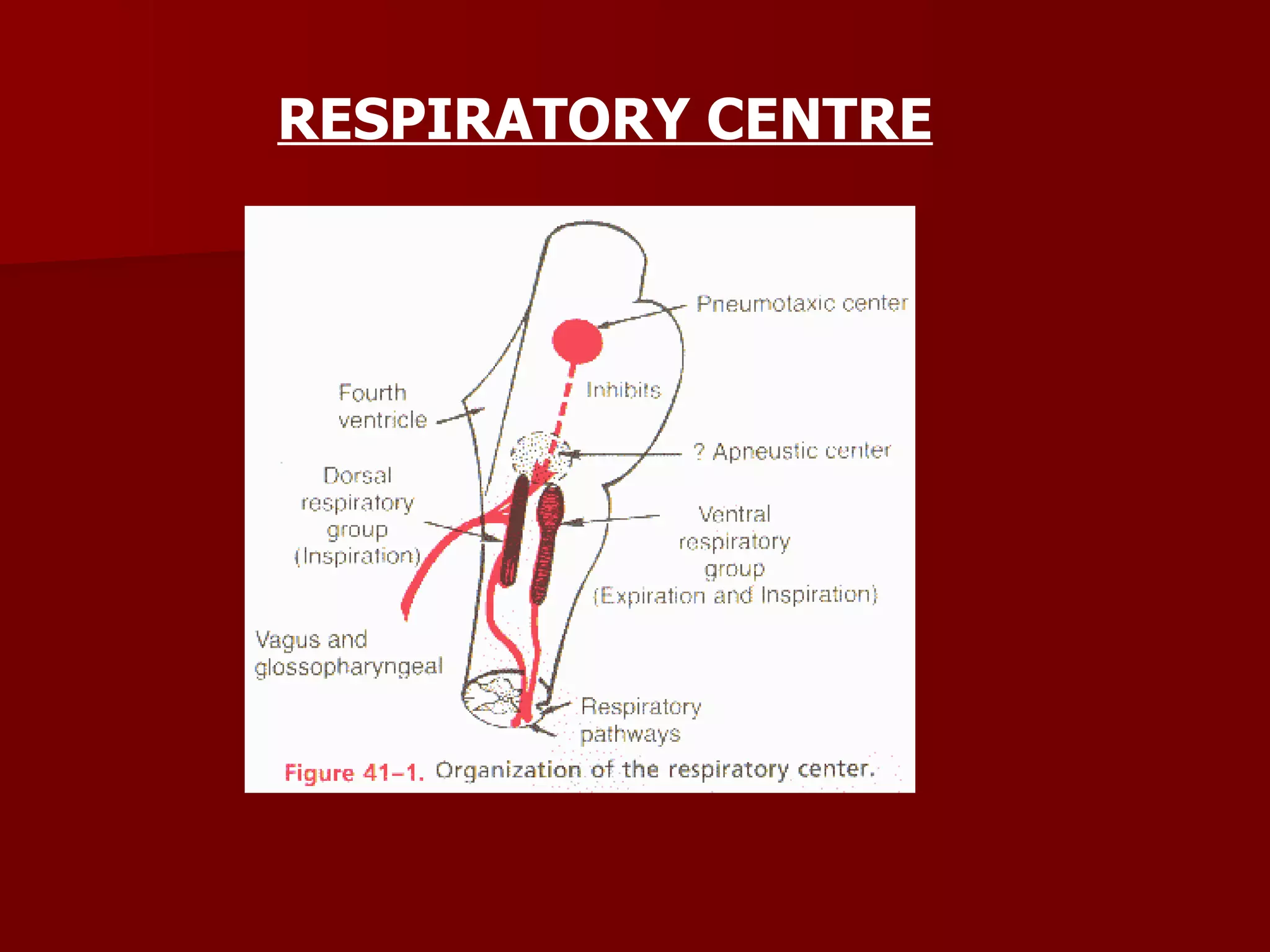RESPIRATORY CENTRE 