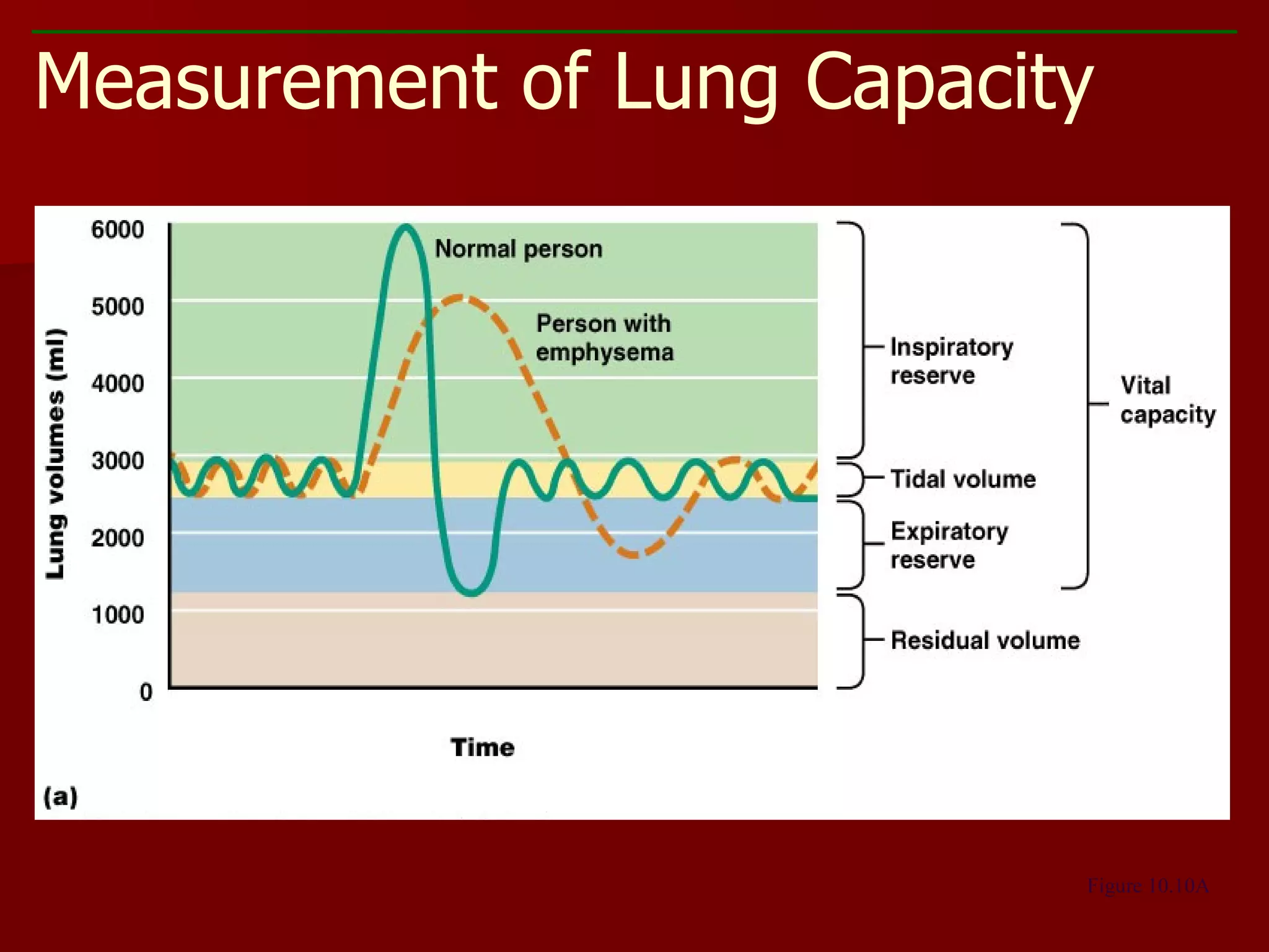 Measurement of Lung Capacity Figure 10.10A 