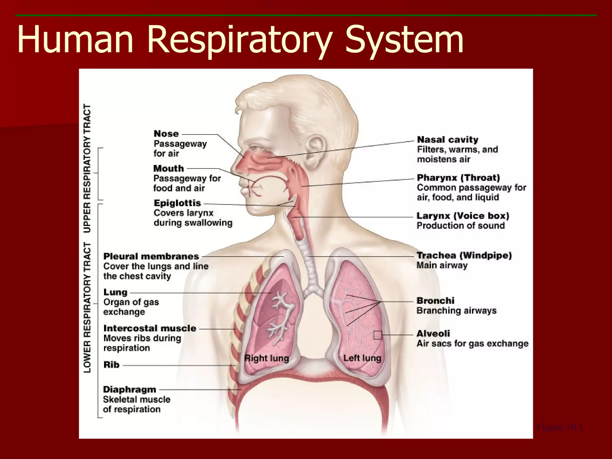 Human Respiratory System Figure 10.1 