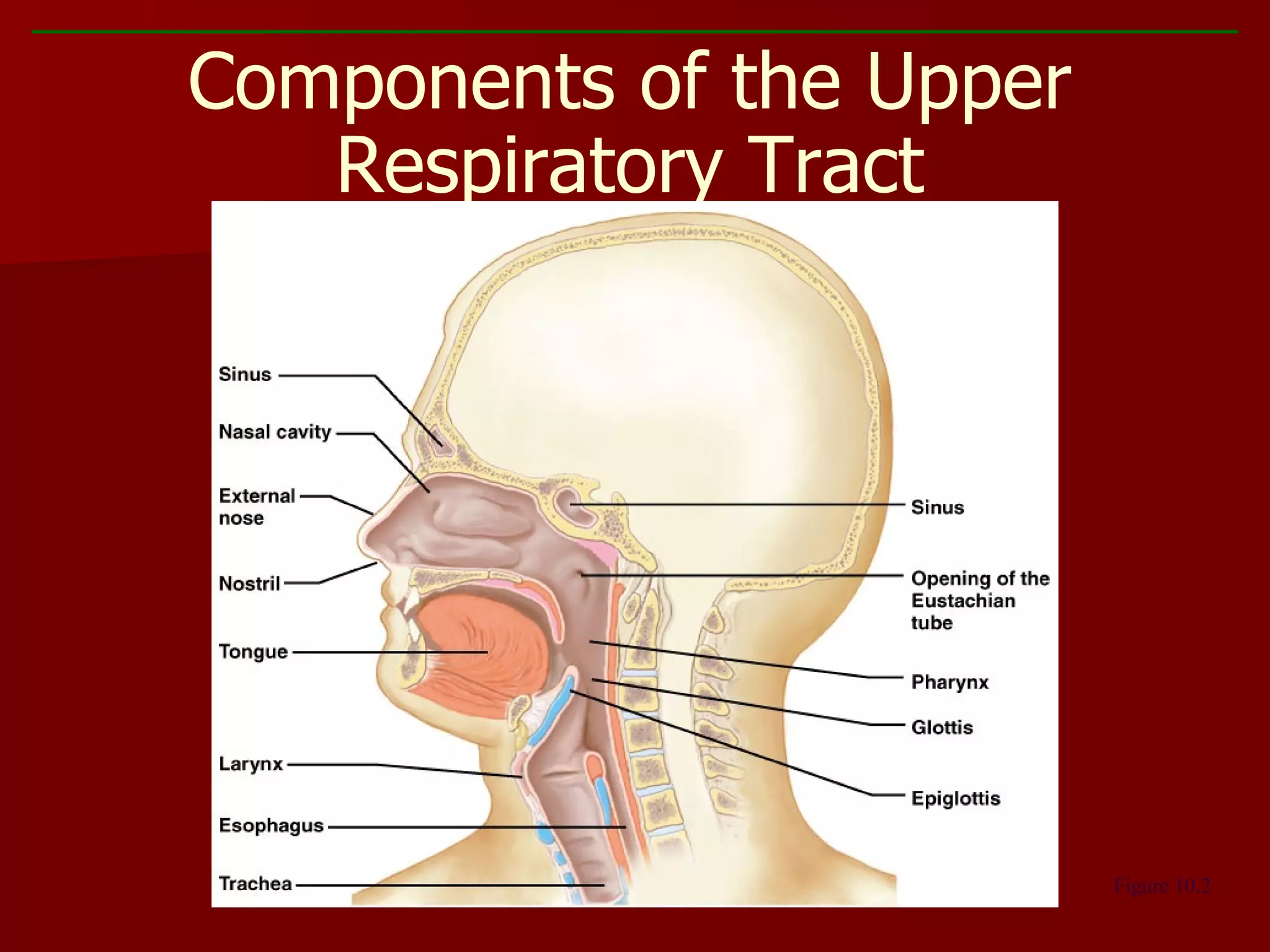 Components of the Upper Respiratory Tract Figure 10.2 