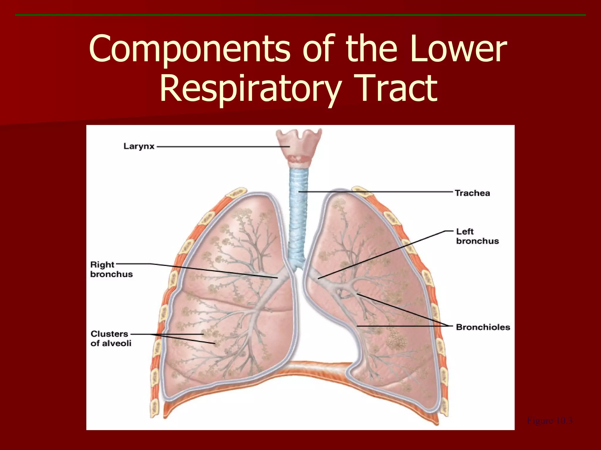 Components of the Lower Respiratory Tract Figure 10.3 