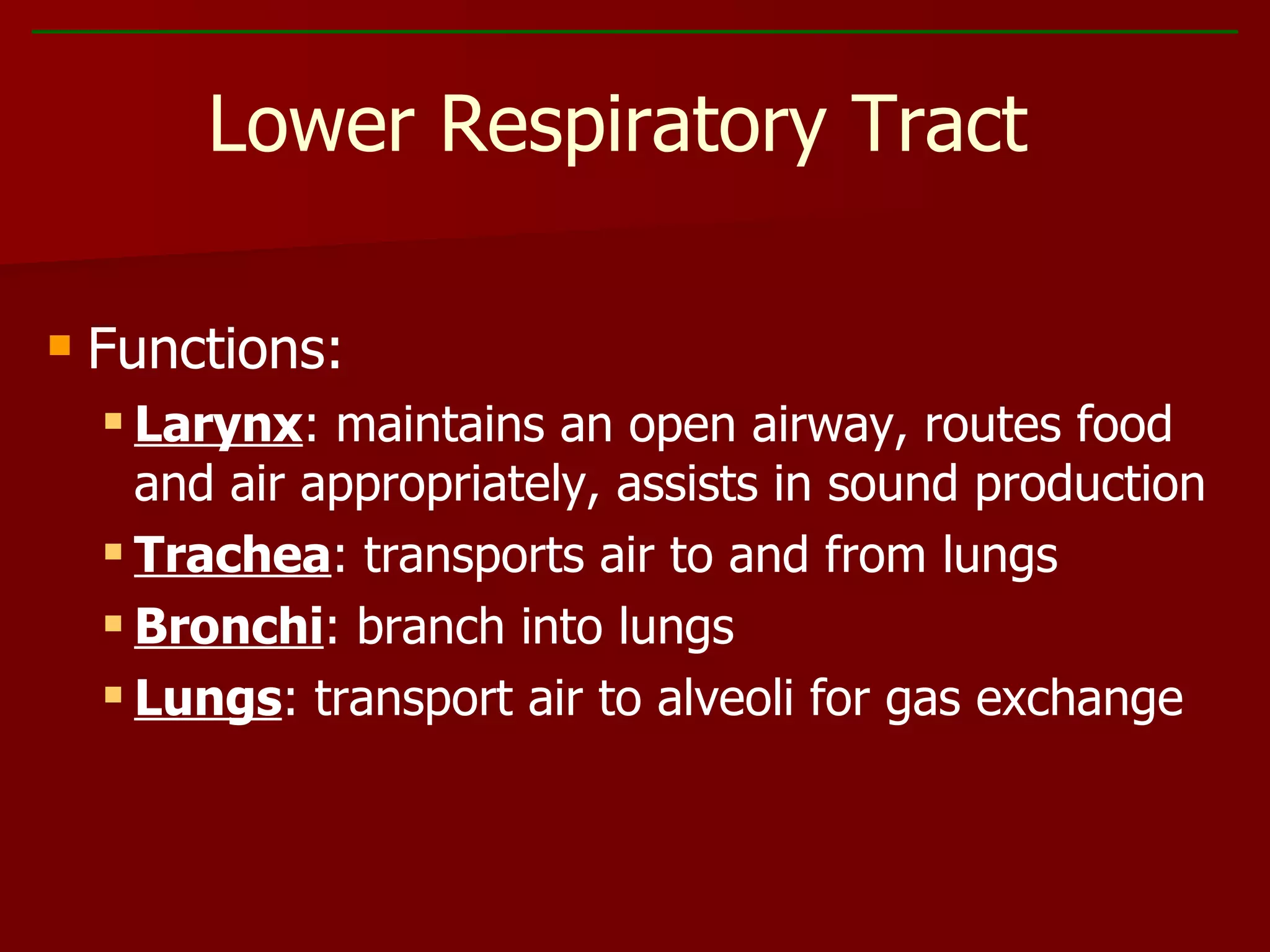 Functions: Larynx : maintains an open airway, routes food and air appropriately, assists in sound production Trachea : transports air to and from lungs Bronchi : branch into lungs Lungs : transport air to alveoli for gas exchange Lower Respiratory Tract 