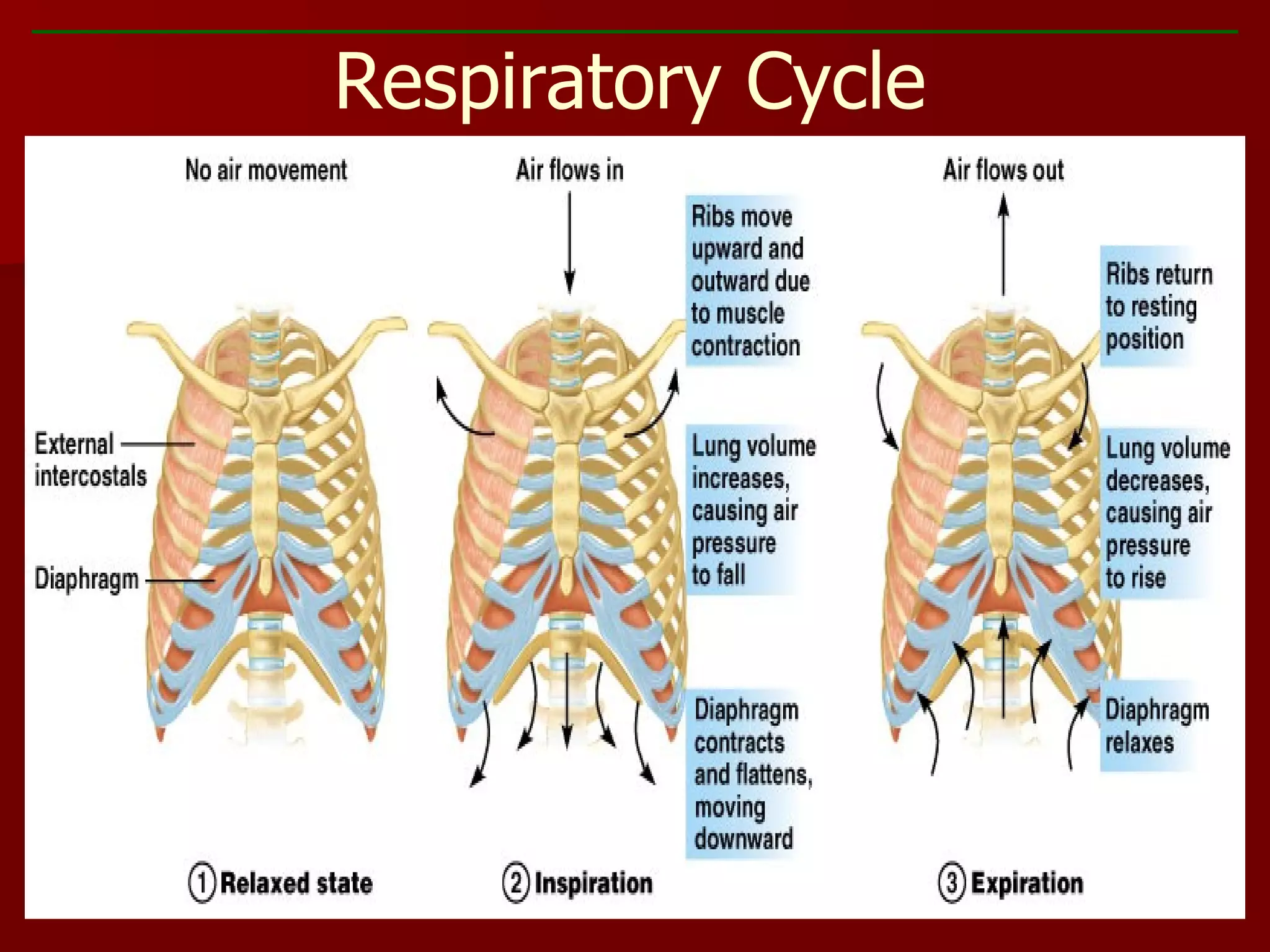 Respiratory Cycle Figure 10.9 