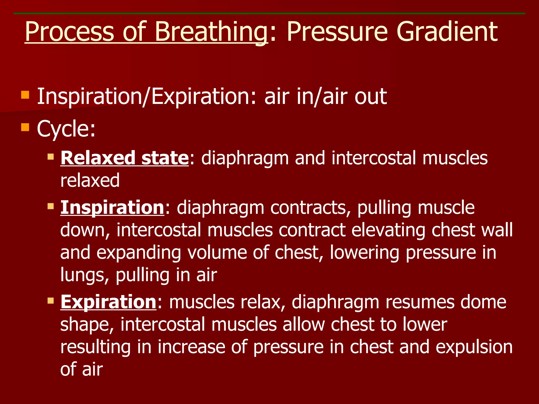Inspiration/Expiration: air in/air out Cycle: Relaxed state : diaphragm and intercostal muscles relaxed Inspiration : diaphragm contracts, pulling muscle down, intercostal muscles contract elevating chest wall and expanding volume of chest, lowering pressure in lungs, pulling in air Expiration : muscles relax, diaphragm resumes dome shape, intercostal muscles allow chest to lower resulting in increase of pressure in chest and expulsion of air Process of Breathing : Pressure Gradient 