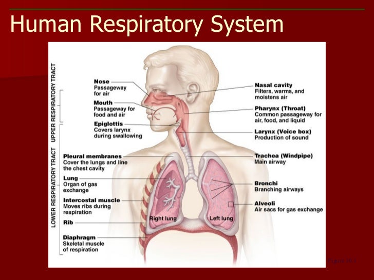 respiratory system powerpoint