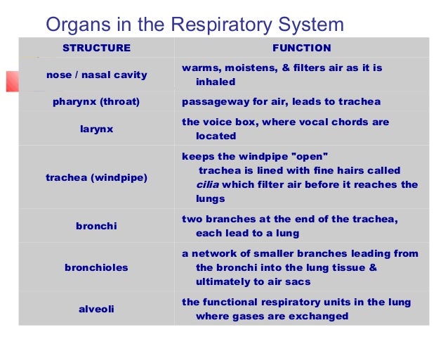 respiratory system powerpoint yupar magdalene project org respiratory system powerpoint