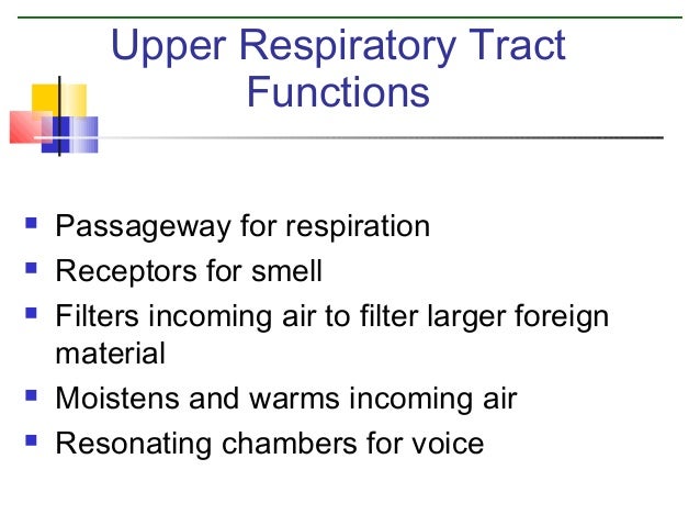 Image Result For Warms And Filters Inhaled Air Image Result For Warms And Filters Inhaled Air