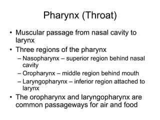 Pharynx (Throat)
• Muscular passage from nasal cavity to
larynx
• Three regions of the pharynx
– Nasopharynx – superior region behind nasal
cavity
– Oropharynx – middle region behind mouth
– Laryngopharynx – inferior region attached to
larynx
• The oropharynx and laryngopharynx are
common passageways for air and food
 