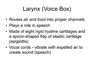 Larynx (Voice Box)
• Routes air and food into proper channels
• Plays a role in speech
• Made of eight rigid hyaline cartilages and
a spoon-shaped flap of elastic cartilage
(epiglottis)
• Vocal cords - vibrate with expelled air to
create sound (speech)
 