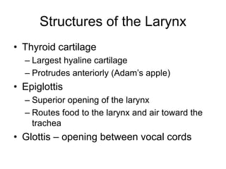 Structures of the Larynx
• Thyroid cartilage
– Largest hyaline cartilage
– Protrudes anteriorly (Adam’s apple)
• Epiglottis
– Superior opening of the larynx
– Routes food to the larynx and air toward the
trachea
• Glottis – opening between vocal cords
 