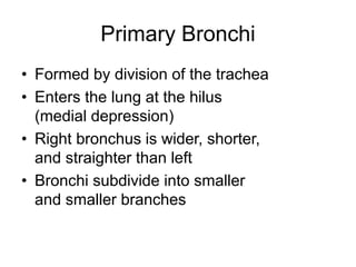Primary Bronchi
• Formed by division of the trachea
• Enters the lung at the hilus
(medial depression)
• Right bronchus is wider, shorter,
and straighter than left
• Bronchi subdivide into smaller
and smaller branches
 