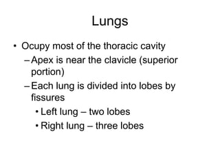 Lungs
• Ocupy most of the thoracic cavity
–Apex is near the clavicle (superior
portion)
–Each lung is divided into lobes by
fissures
• Left lung – two lobes
• Right lung – three lobes
 