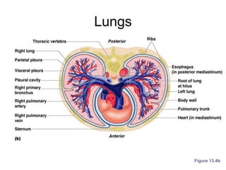 Lungs
Figure 13.4b
 