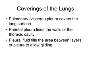 Coverings of the Lungs
• Pulmonary (visceral) pleura covers the
lung surface
• Parietal pleura lines the walls of the
thoracic cavity
• Pleural fluid fills the area between layers
of pleura to allow gliding
 