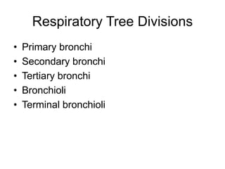 Respiratory Tree Divisions
• Primary bronchi
• Secondary bronchi
• Tertiary bronchi
• Bronchioli
• Terminal bronchioli
 