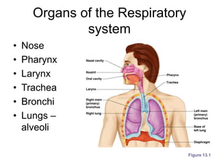 Organs of the Respiratory
system
• Nose
• Pharynx
• Larynx
• Trachea
• Bronchi
• Lungs –
alveoli
Figure 13.1
 