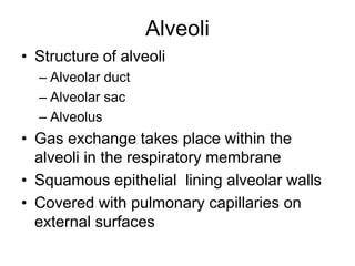 Alveoli
• Structure of alveoli
– Alveolar duct
– Alveolar sac
– Alveolus
• Gas exchange takes place within the
alveoli in the respiratory membrane
• Squamous epithelial lining alveolar walls
• Covered with pulmonary capillaries on
external surfaces
 