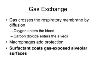 Gas Exchange
• Gas crosses the respiratory membrane by
diffusion
– Oxygen enters the blood
– Carbon dioxide enters the alveoli
• Macrophages add protection
• Surfactant coats gas-exposed alveolar
surfaces
 