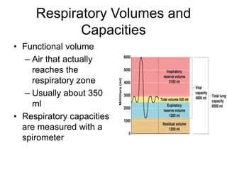 Respiratory Volumes and
Capacities
• Functional volume
– Air that actually
reaches the
respiratory zone
– Usually about 350
ml
• Respiratory capacities
are measured with a
spirometer
 