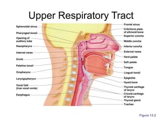 Upper Respiratory Tract
Figure 13.2
 