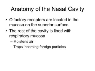 Anatomy of the Nasal Cavity
• Olfactory receptors are located in the
mucosa on the superior surface
• The rest of the cavity is lined with
respiratory mucosa
– Moistens air
– Traps incoming foreign particles
 
