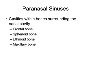 Paranasal Sinuses
• Cavities within bones surrounding the
nasal cavity
– Frontal bone
– Sphenoid bone
– Ethmoid bone
– Maxillary bone
 