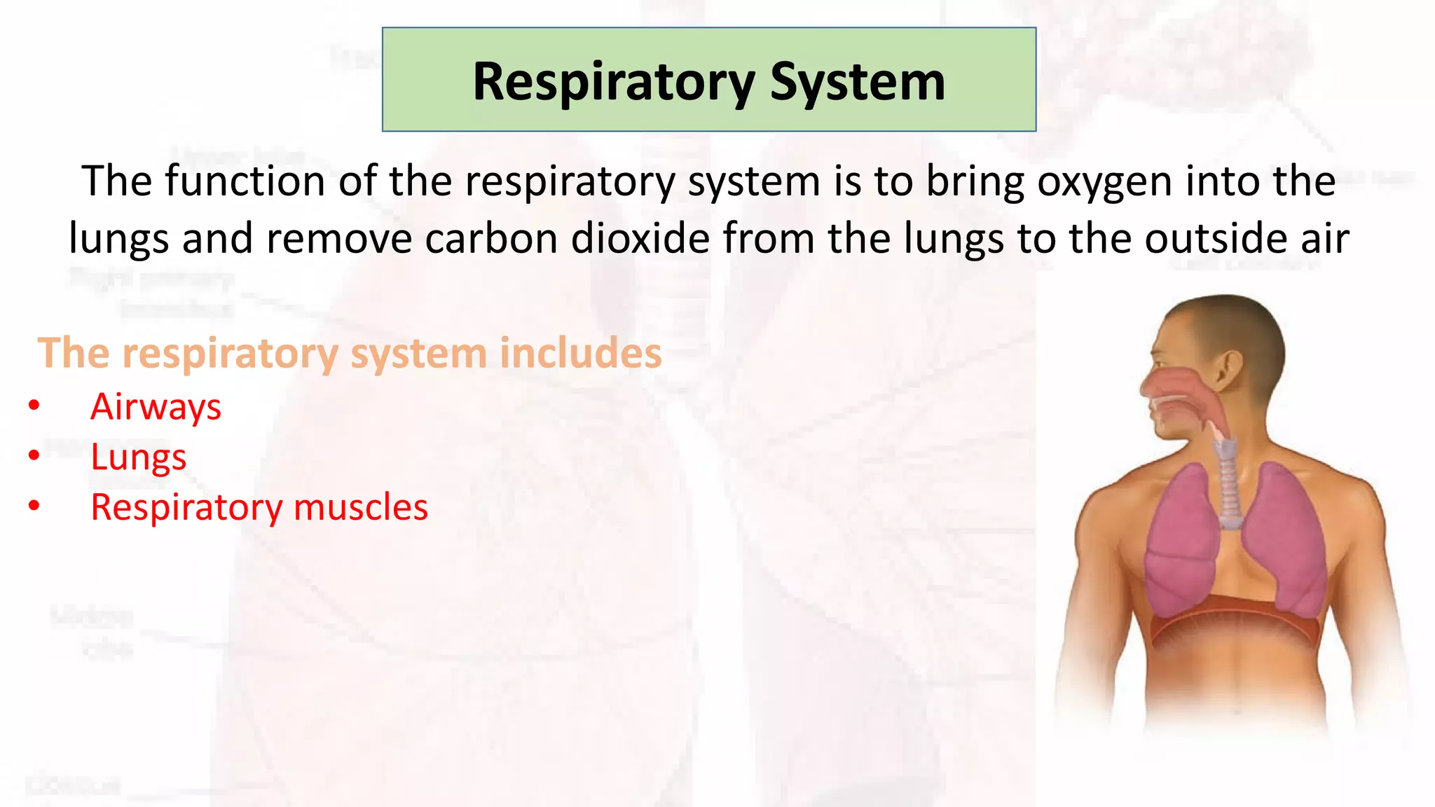 respiratory-system-presentation-pdf