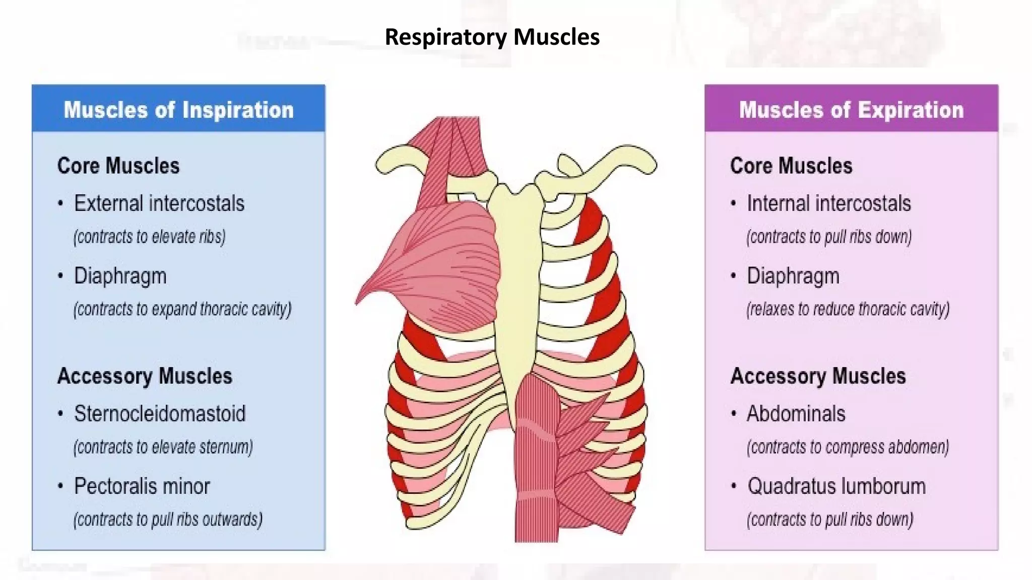 respiratory-system-presentation-pdf